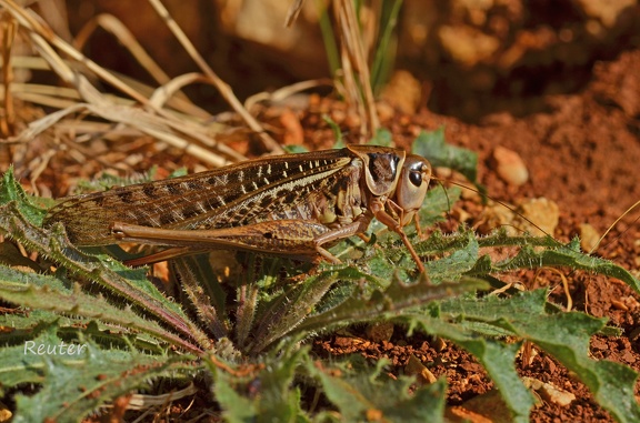 Südlicher Warzenbeißer (Decticus albifrons)